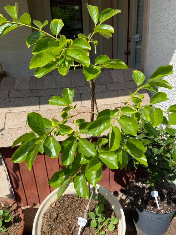 The Best Companion Planting for Persimmon Trees