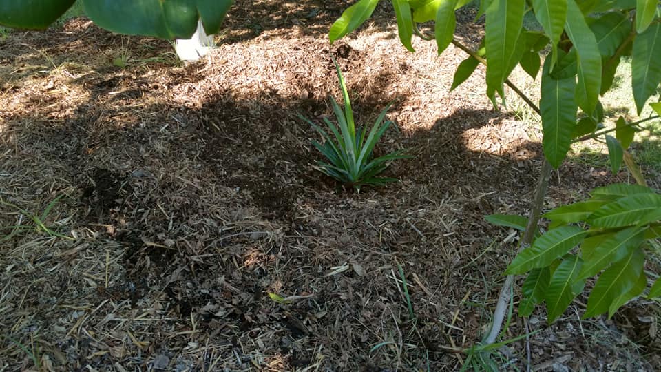 Best Companion Plants for Pineapples