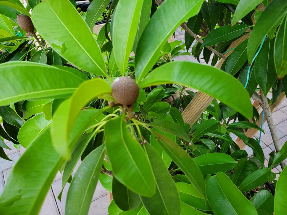 Companion Planting for Sapote Trees