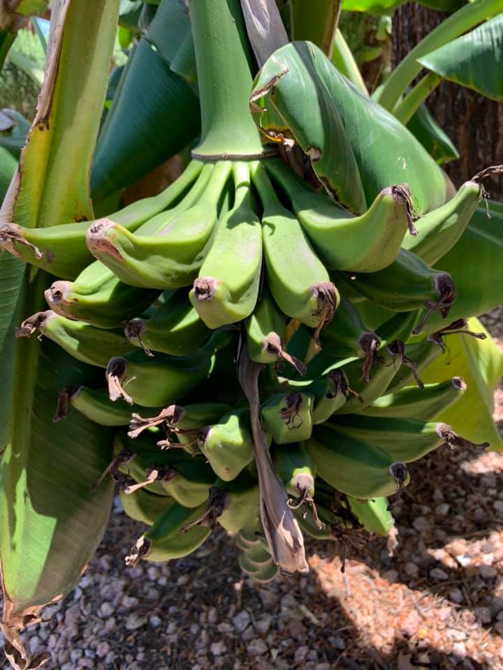 Plants to Avoid Planting Near Bananas