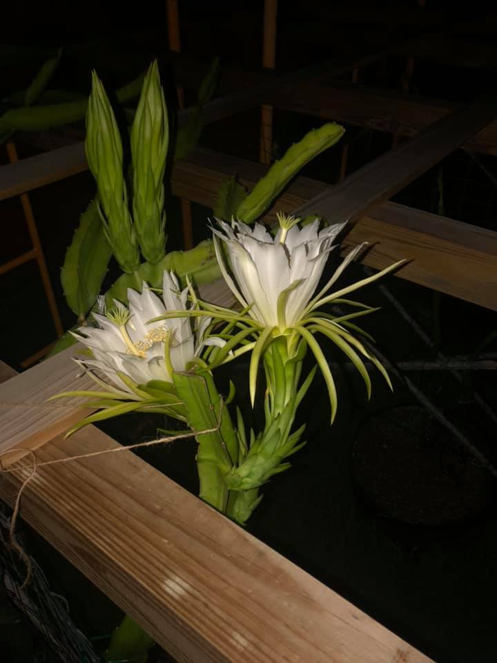 Dragon fruit flowers
