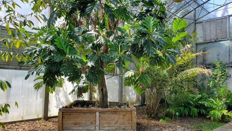 Top 10 Fast-Growing Fruits in Pots