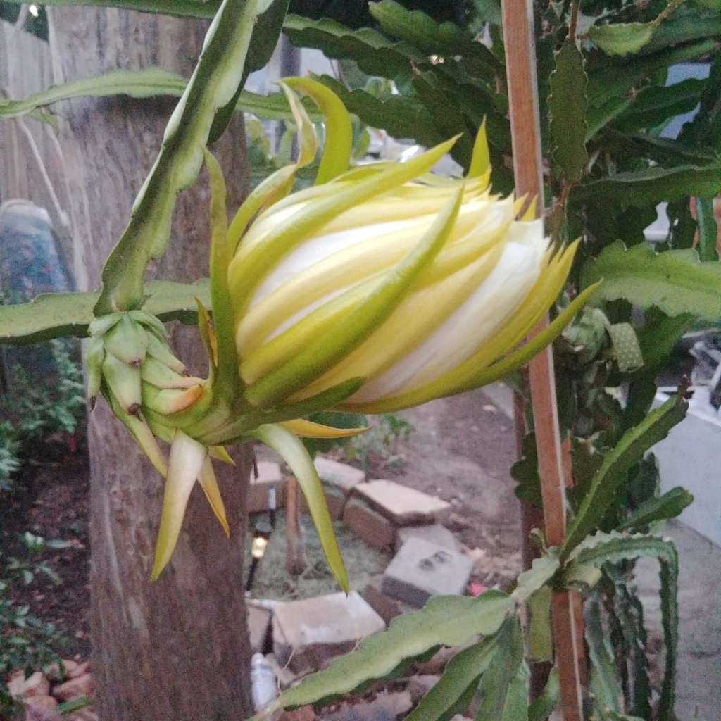 Full to Partial Sunlight for dragon fruit to flower