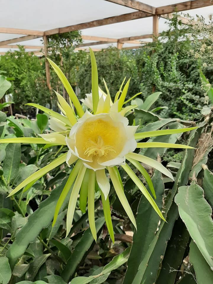 How to Encourage Dragon Fruit to Flower