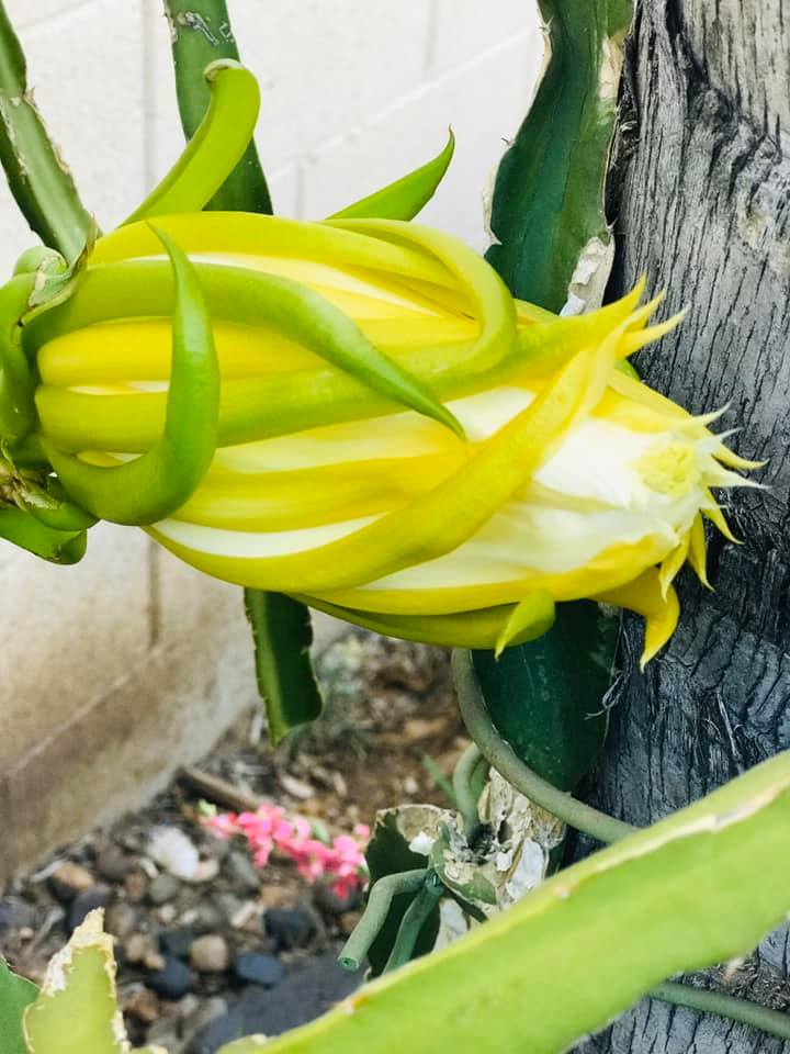 How to Get Dragon Fruit to Flower