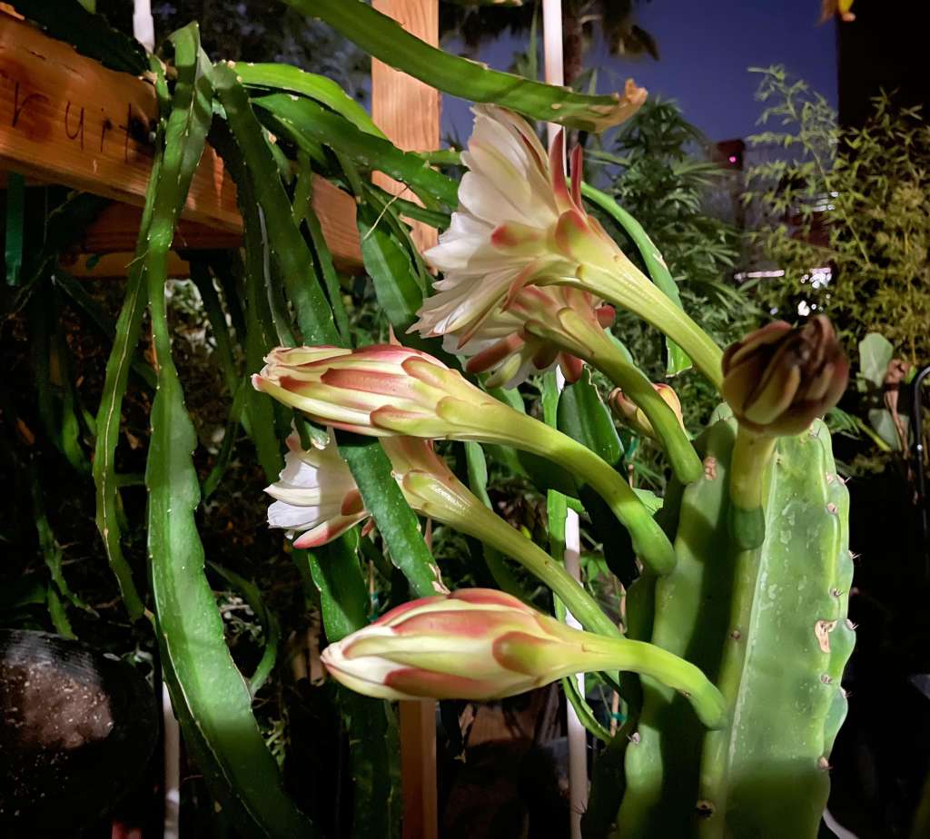 How to Get Early Flowering in Dragon Fruit