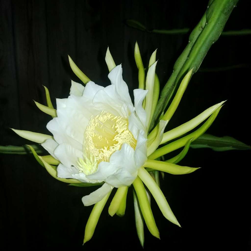 dragon fruit flower