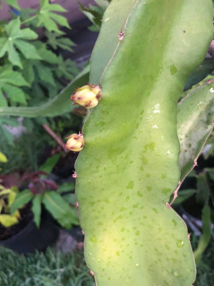 Optimal Temperature Conditions for Flowering