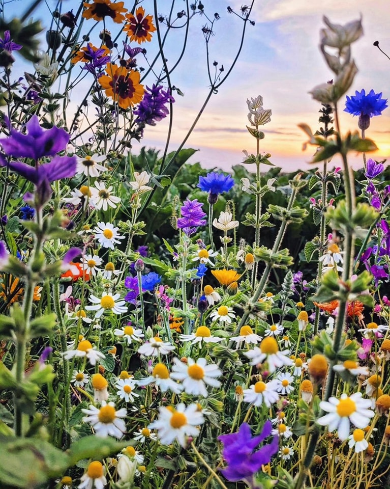 Plants to Avoid Planting Near Daisies