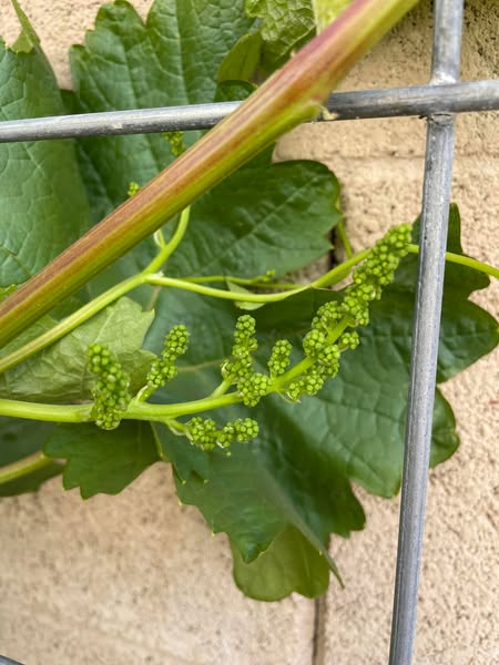 Plants to Avoid Planting Near Grapes