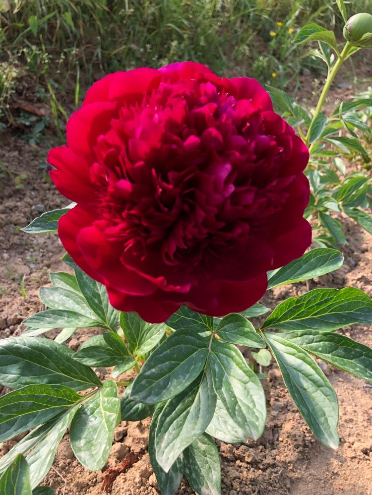 Plants to Avoid Planting Near Peonies