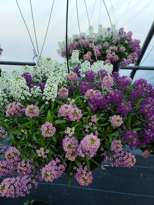 Plants to Avoid Planting Near Sweet Alyssum