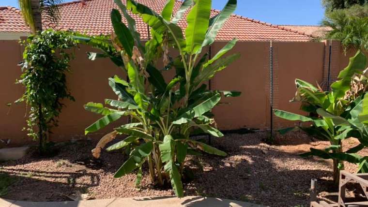 The Best Companion Planting for Bananas