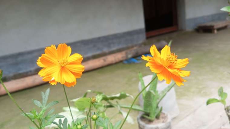 The Best Companion Planting for Cosmos