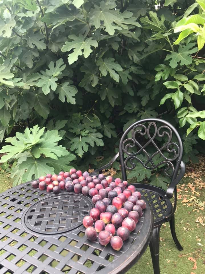 The Best Companion Planting for Fig Trees