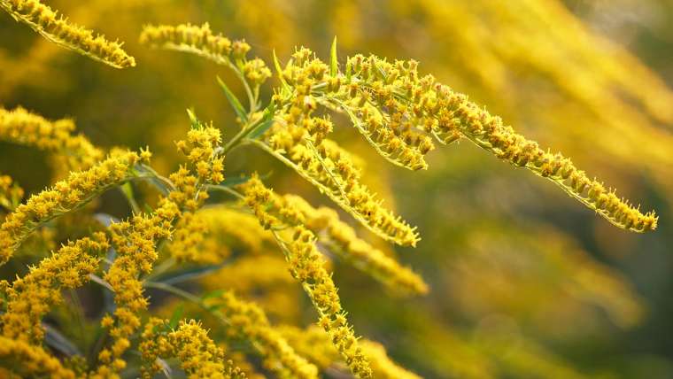 The Best Companion Planting for Goldenrod