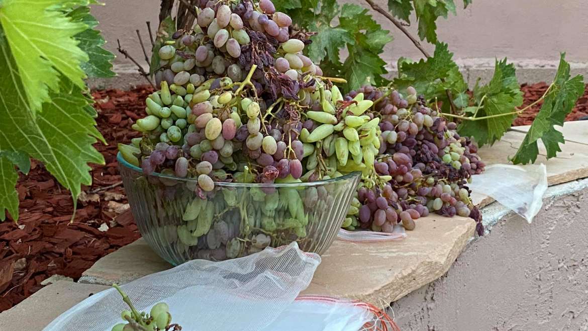 The Best Companion Planting for Grapes