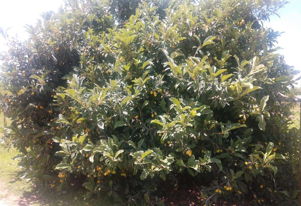The Best Companion Planting for Loquats
