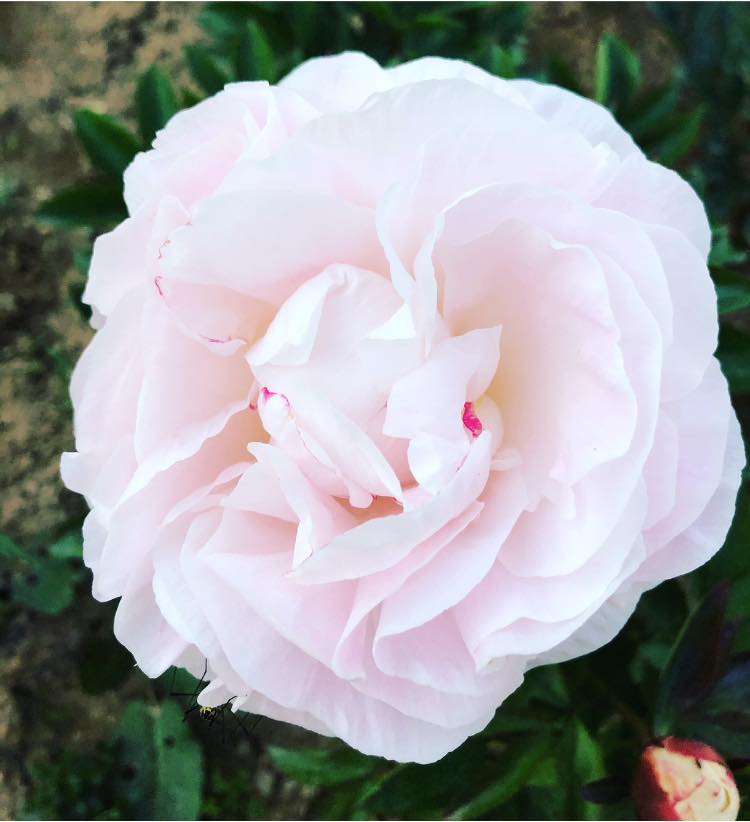 The Best Companion Planting for Peonies