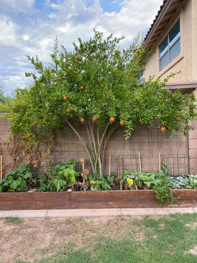 The Best Companion Planting for Pomegranate Trees