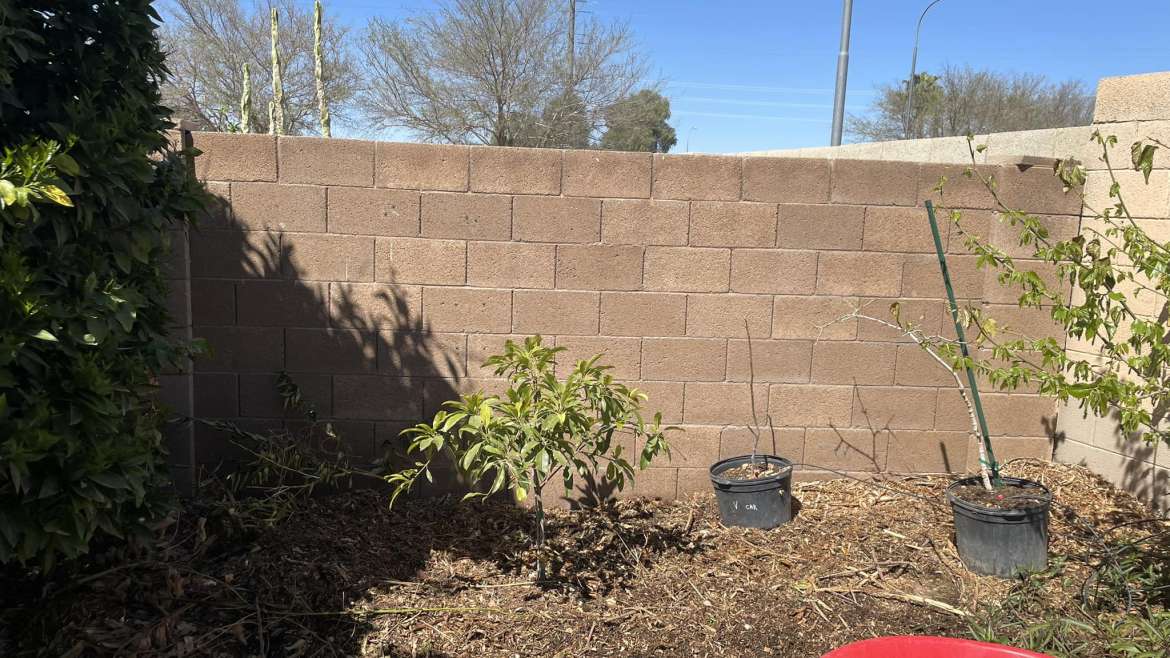 The Best Companion Planting for Sapote Trees