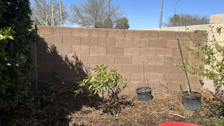 The Best Companion Planting for Sapote Trees