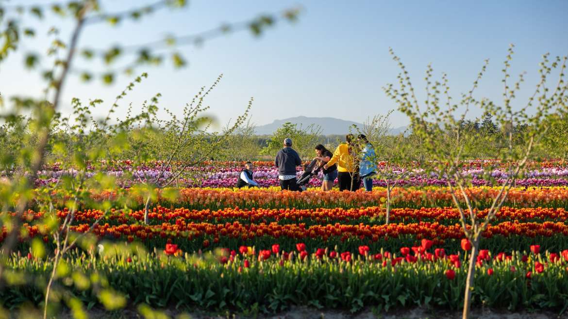 The Best Companion Planting for Tulips