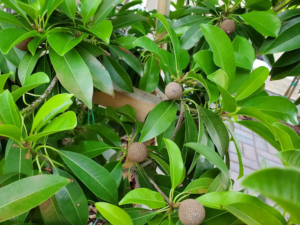Best Companion Plants for Sapote Trees