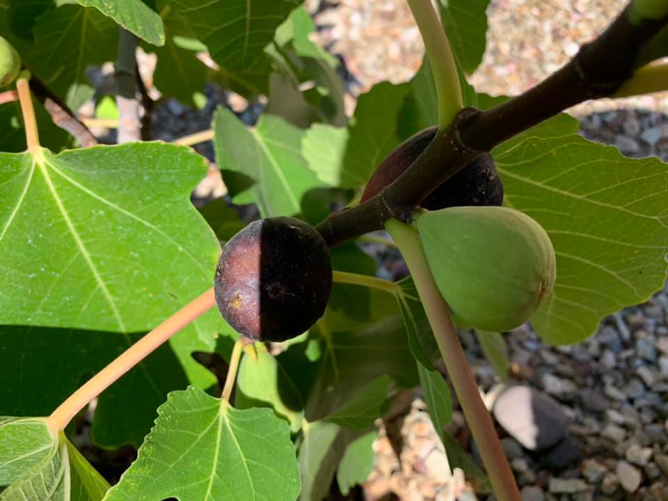 Tips for Growing Companion Plants with Fig Trees