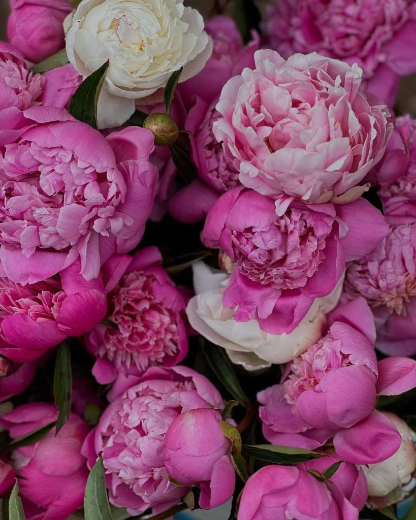 Tips for Growing Companion Plants with Peonies