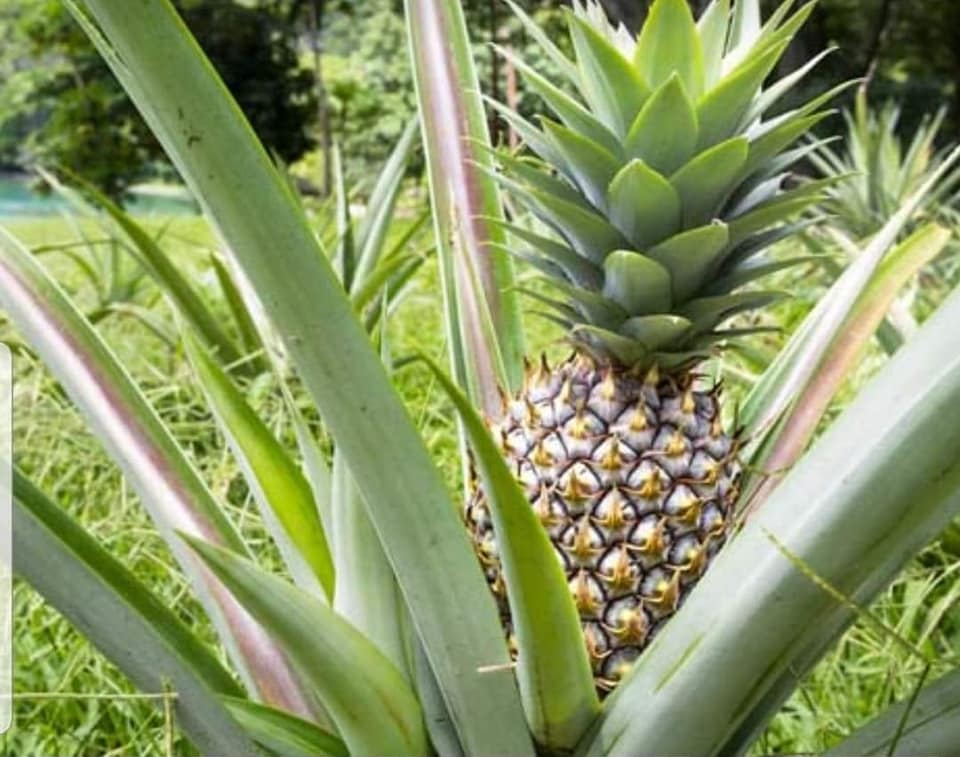 Tips for Growing Companion Plants with Pineapples
