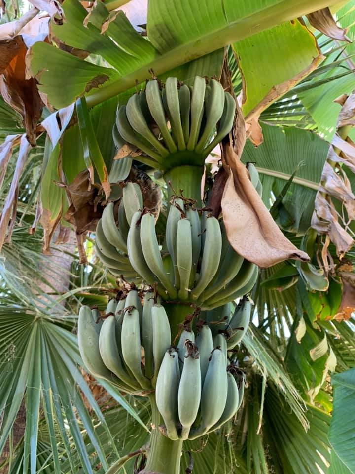 Best Companion Plants for Bananas