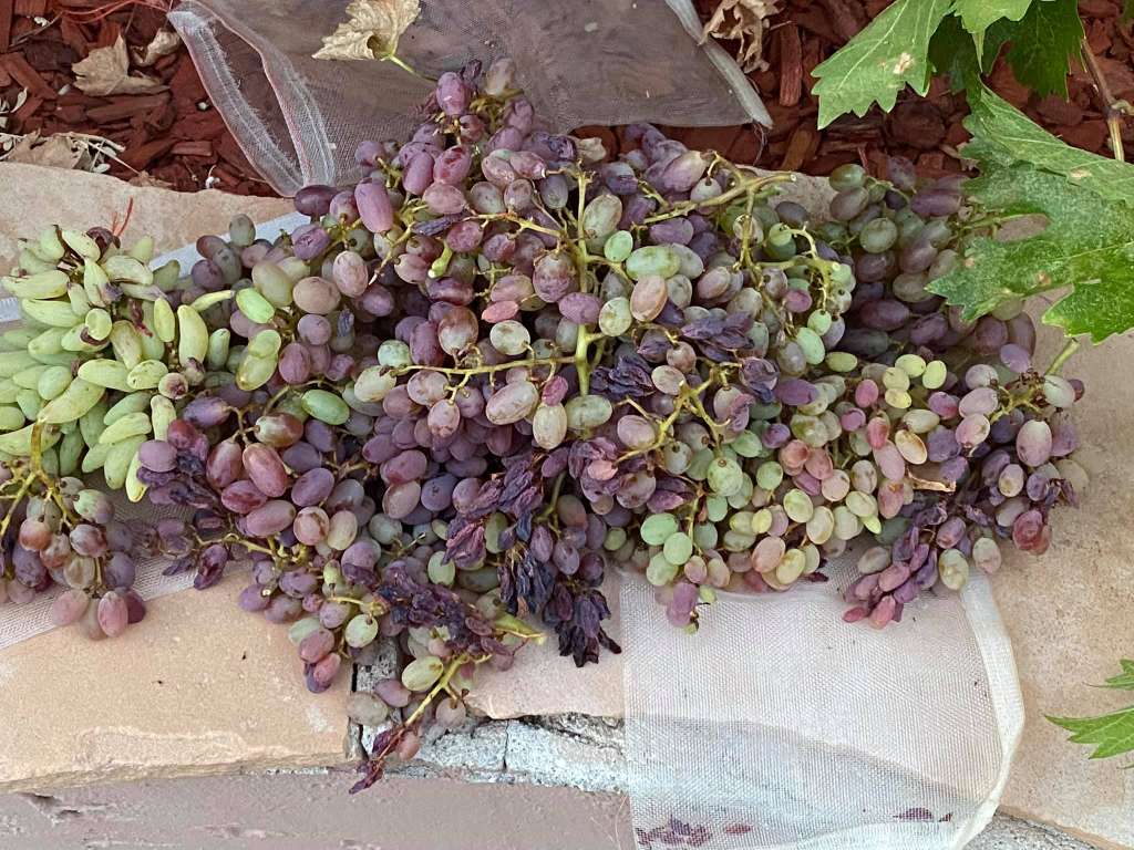 Top Companion Planting for Grapes