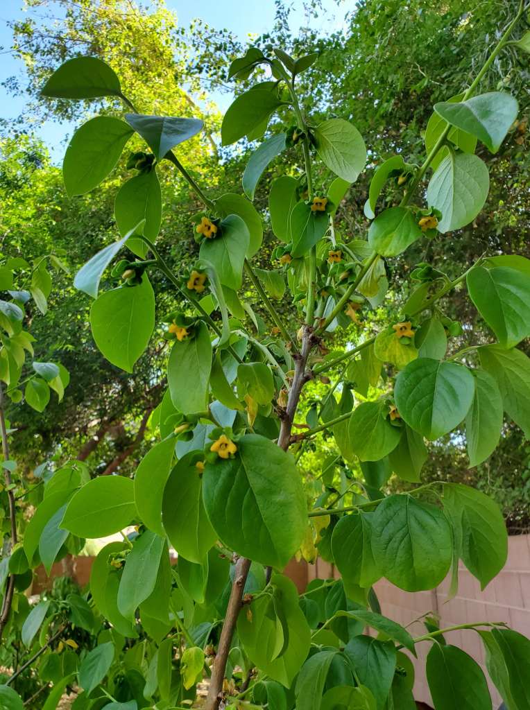 Plants to Avoid Planting Near Persimmon Trees