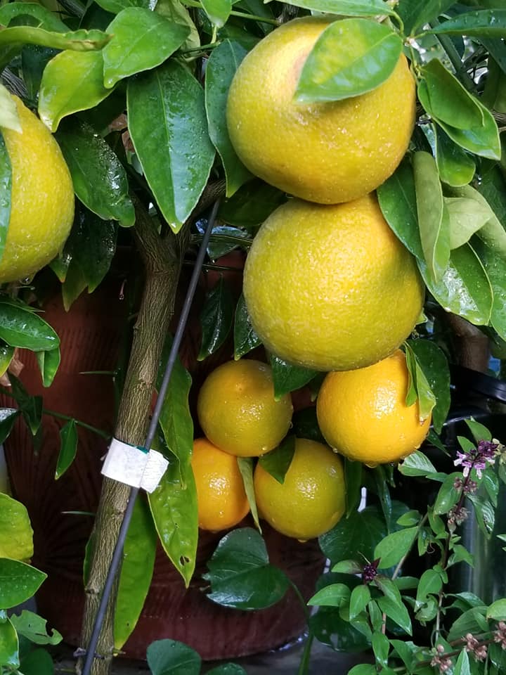 Why Grow Citrus Trees in Pots
