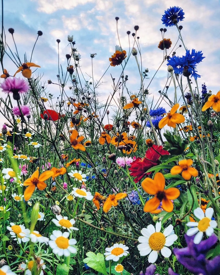 Why You Should Consider Companion Planting for Daisies