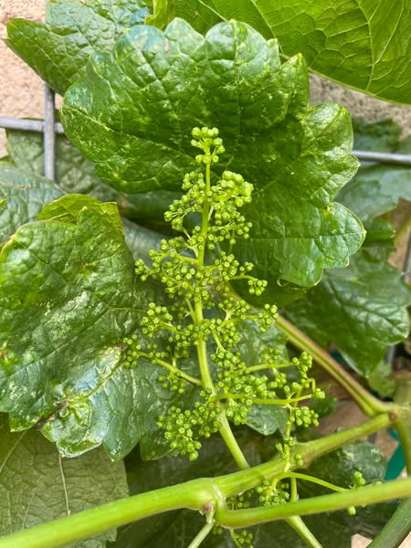 Why You Should Consider Companion Planting for Grapes