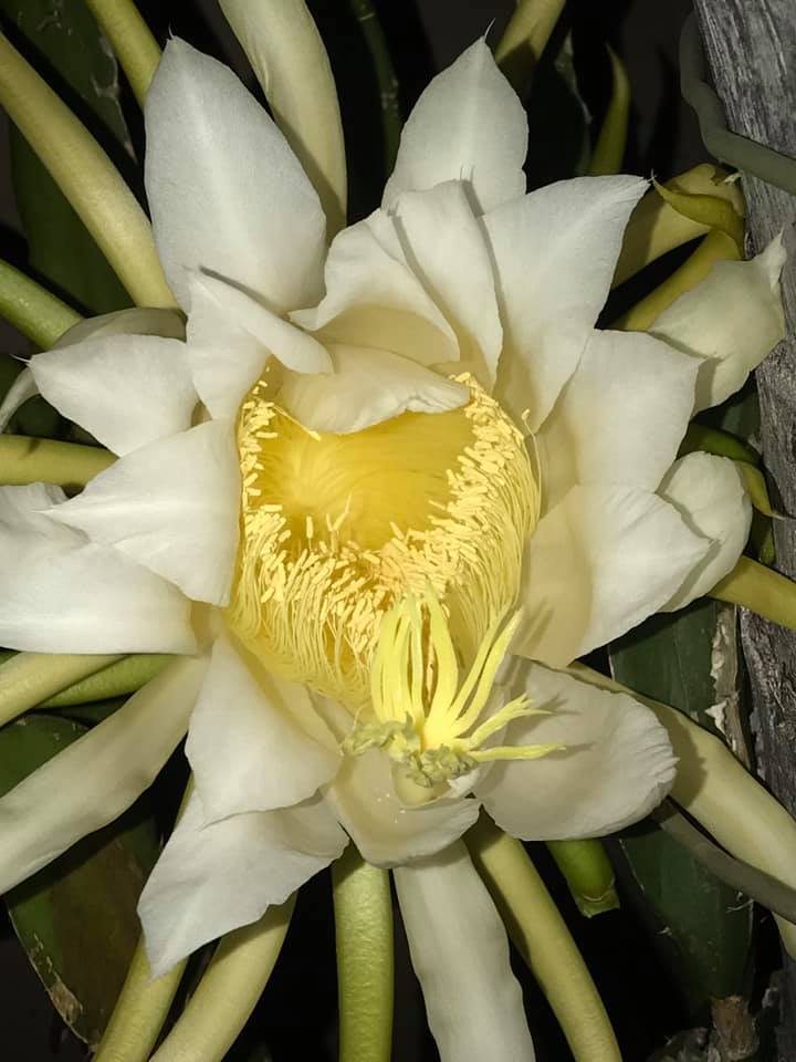 dragon fruit flower