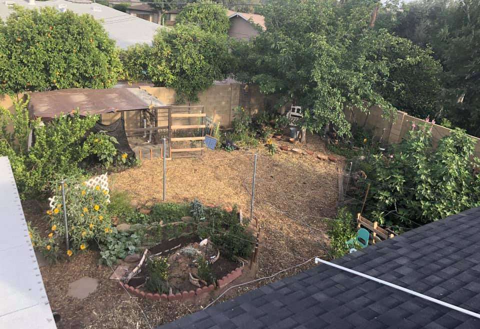 The Best Companion Planting for Aloe Vera: A Complete Guide