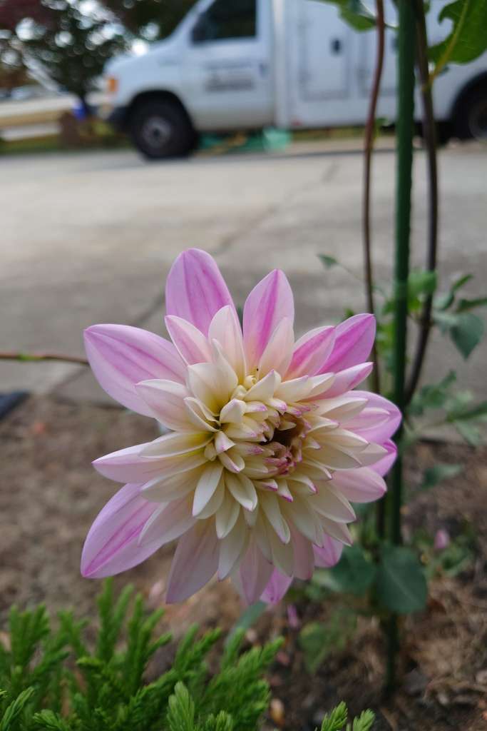 Plants to Avoid Planting Near Dahlias