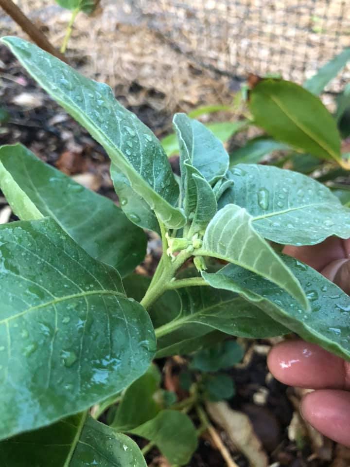 Best Companion Plants for Ashwagandha