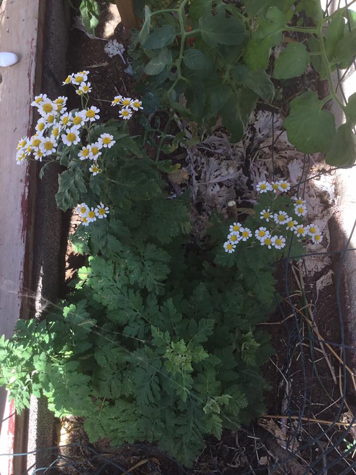 Best Companion Plants for Chamomile