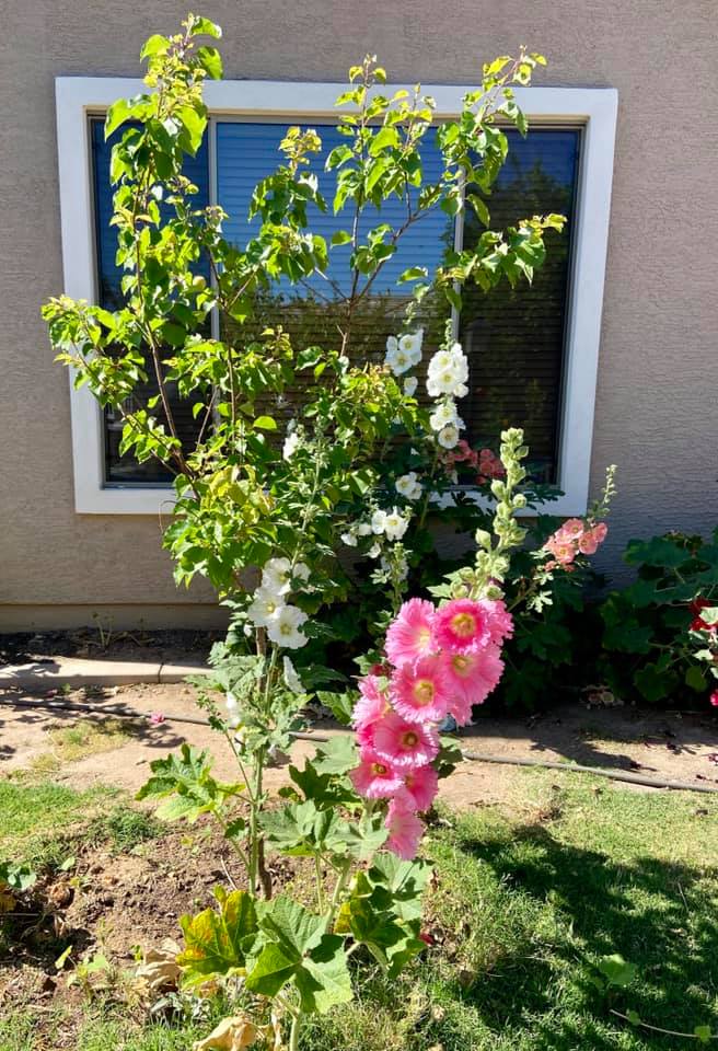 Best Companion Plants for Hollyhocks