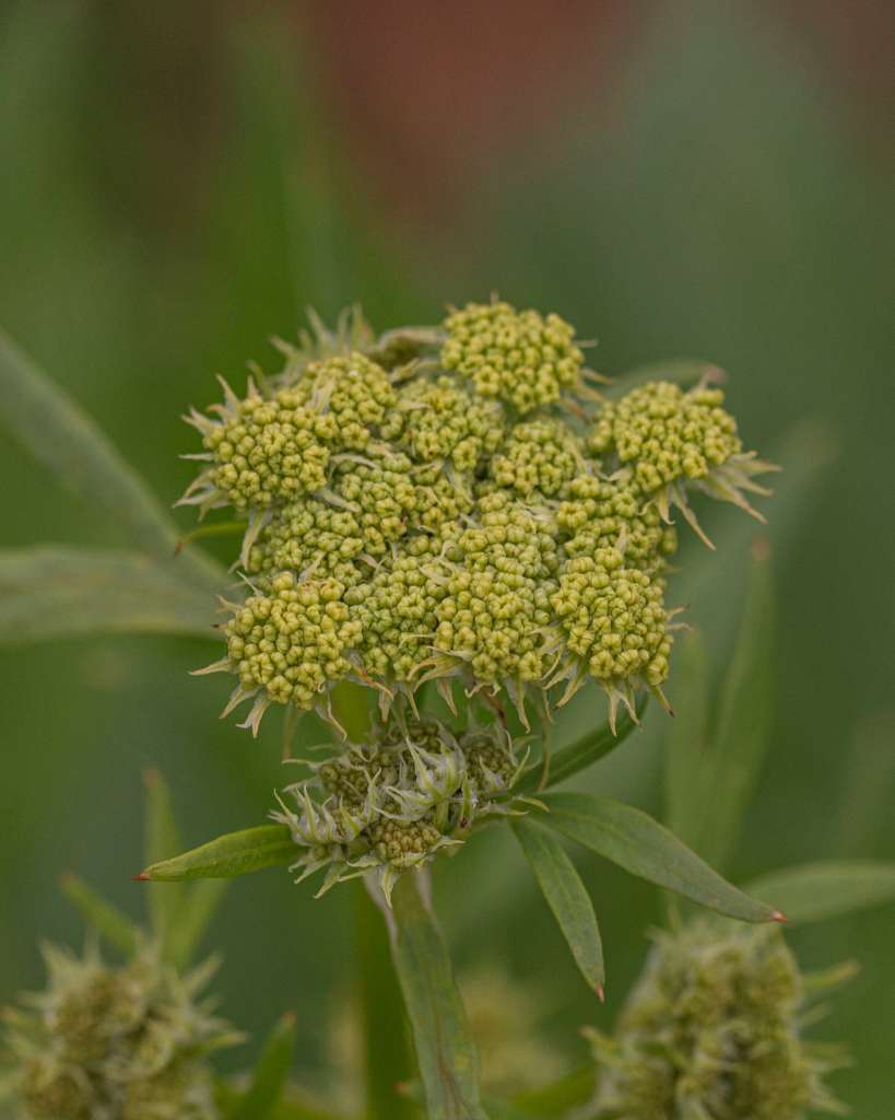 Best Companion Plants for Lovage