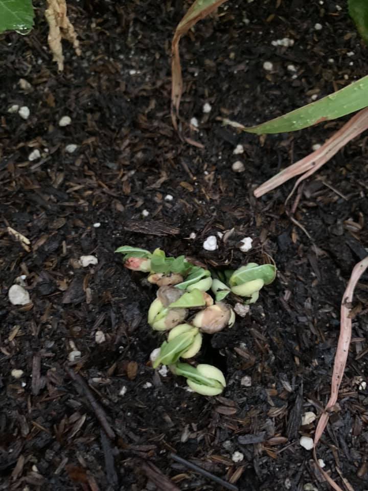 Best Companion Plants for Oregano