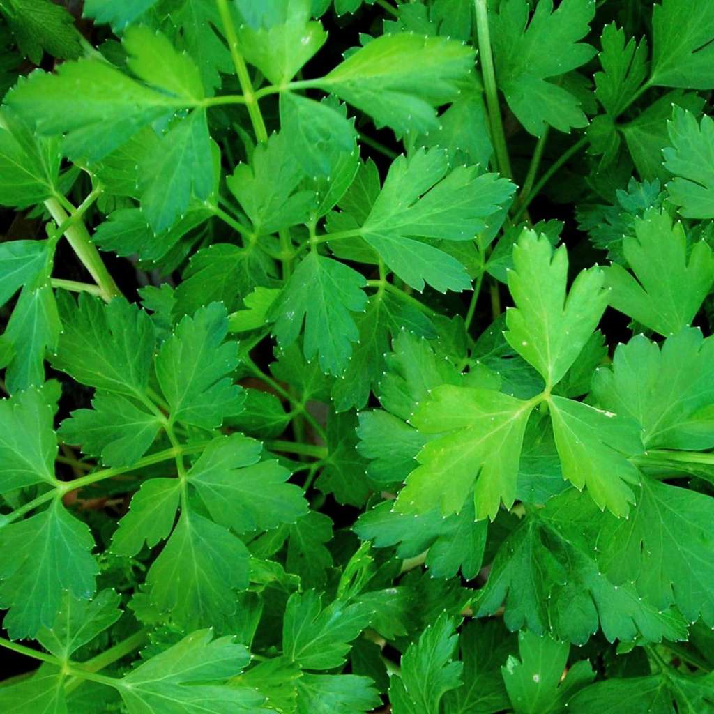Best Companion Plants for Parsley