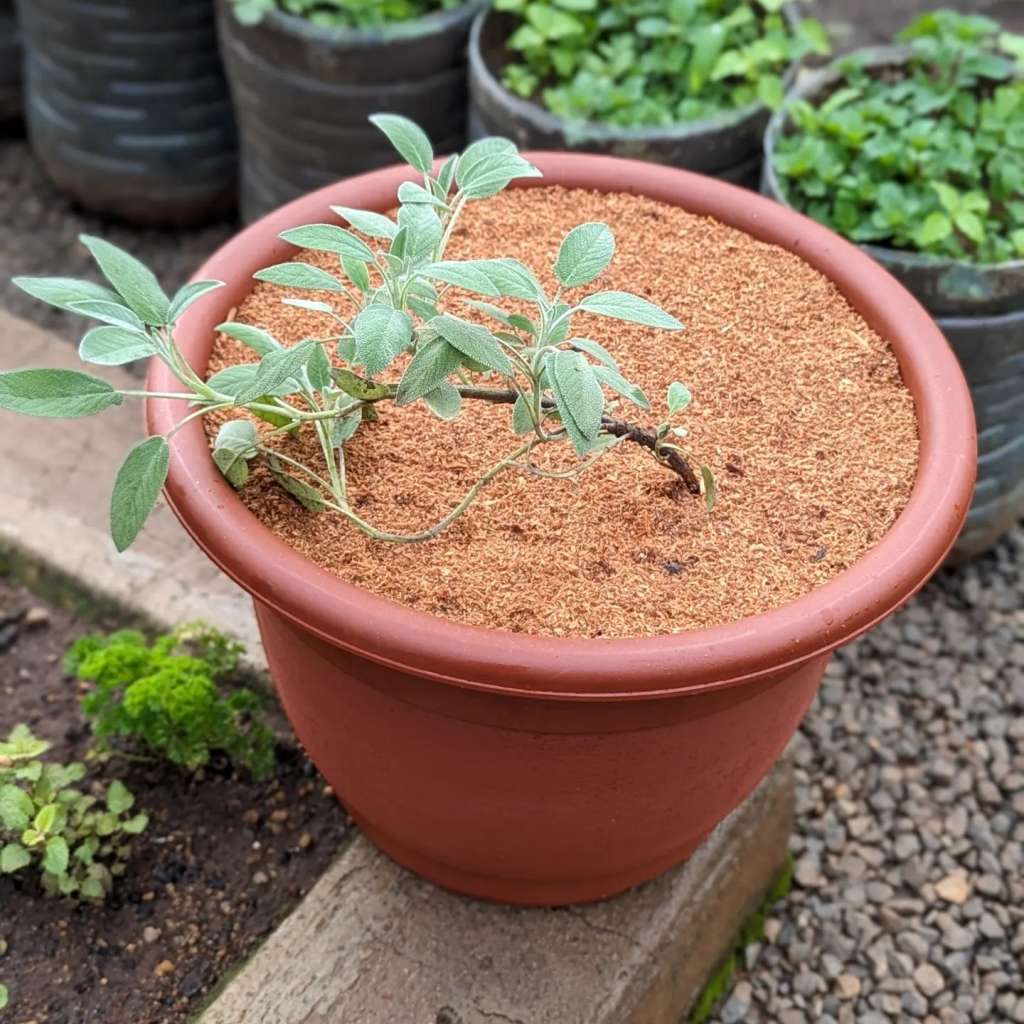 Best Companion Plants for Sage