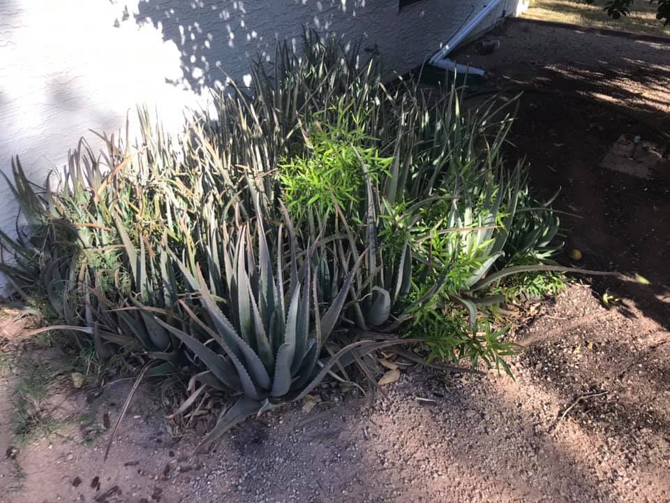 Tips for Growing Companion Plants with Aloe Vera