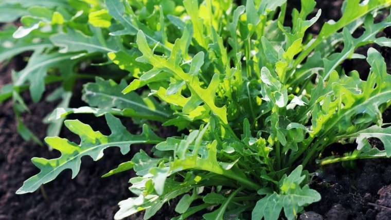 The Best Companion Planting for Arugula