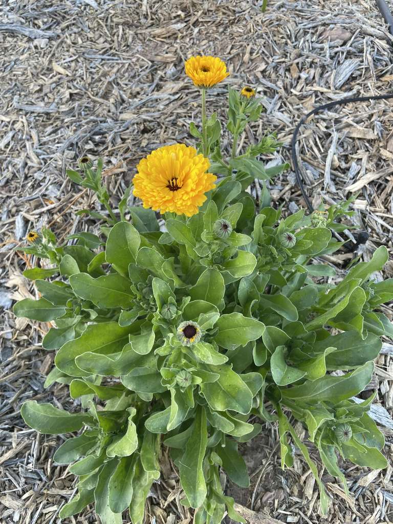 Companion Planting for Calendula
